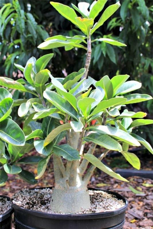Adenium -aavikon ruusu ruukussa