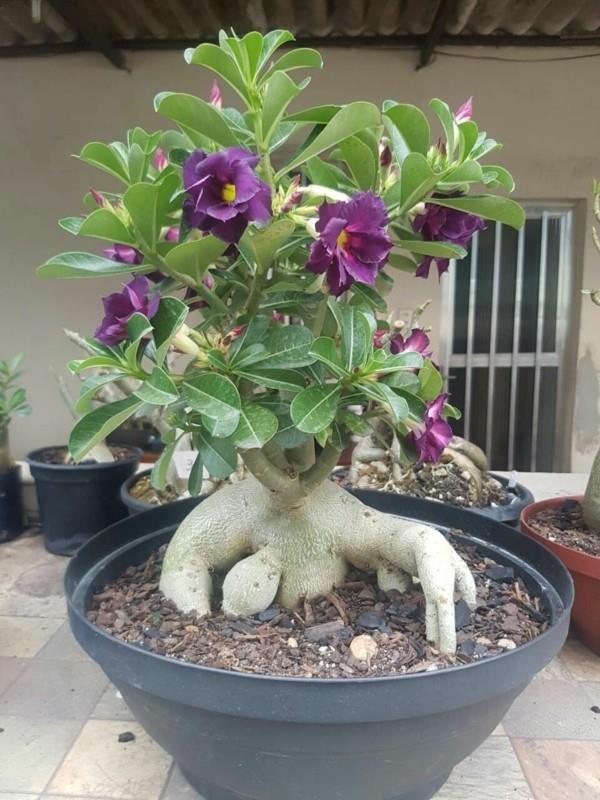 adenium aavikon ruusu violetit kukat