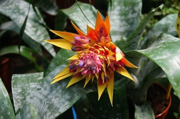 aechmea fasciata lance ruusuke oranssi