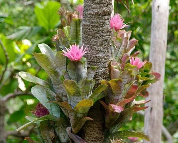aechmea fasciata -kasvi