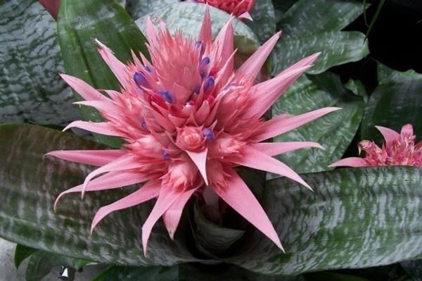 aechmea lance ruusukukka kasvi