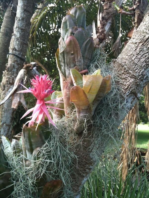 aechmea -kasvi Amazoniasta