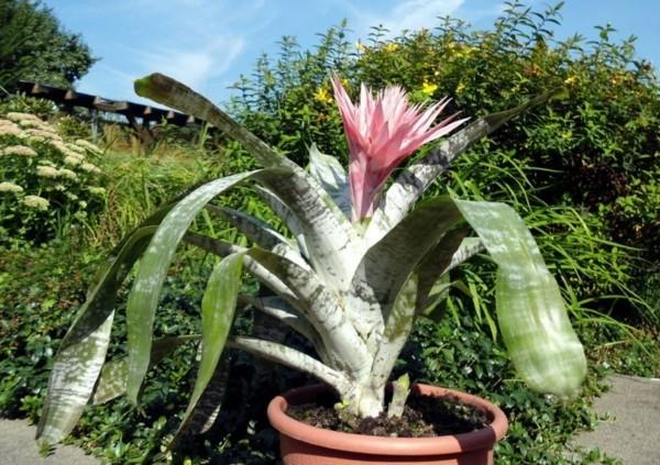 aechmea kasvi ulkona