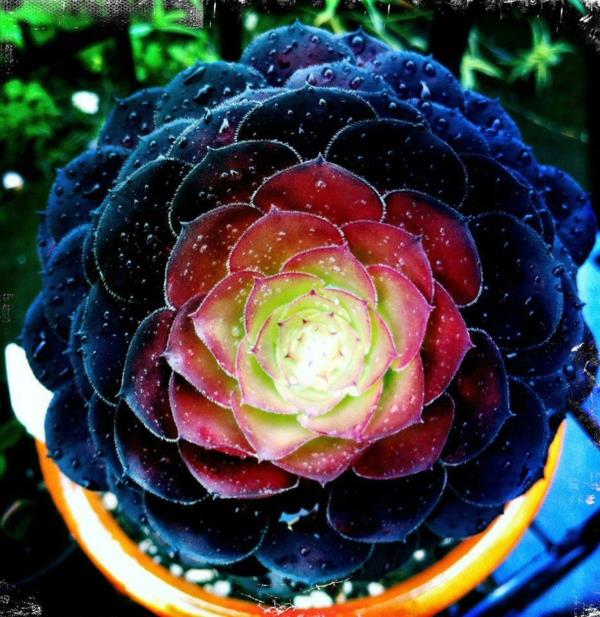 aeonium musta hybridi ruukkukasveja moderni