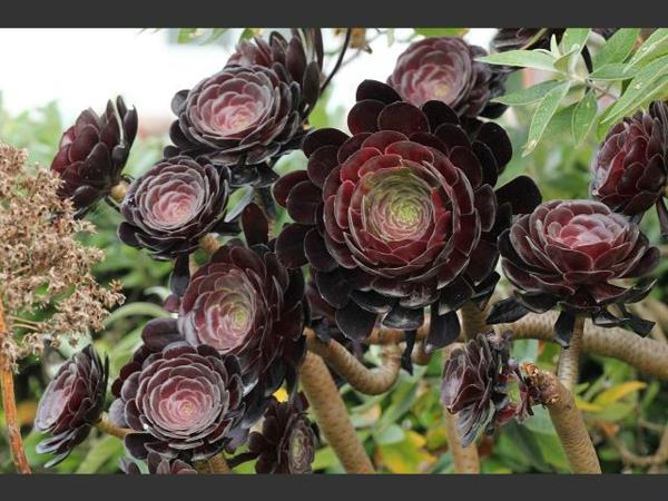 aeonium huonekasvit ruukkukukat mehikasveja art