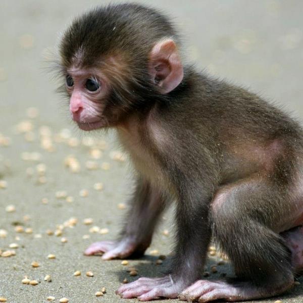 apina lemmikkinä on pieni vauva
