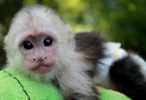 Lemmikkieläimenä apinoiden on huolehdittava asioista, jotka on syytä tietää
