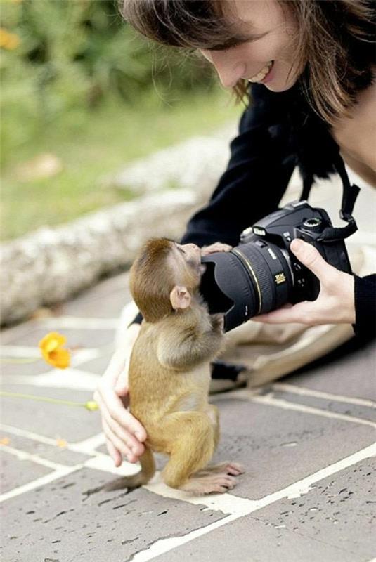 apina lemmikkikamerana ulkona