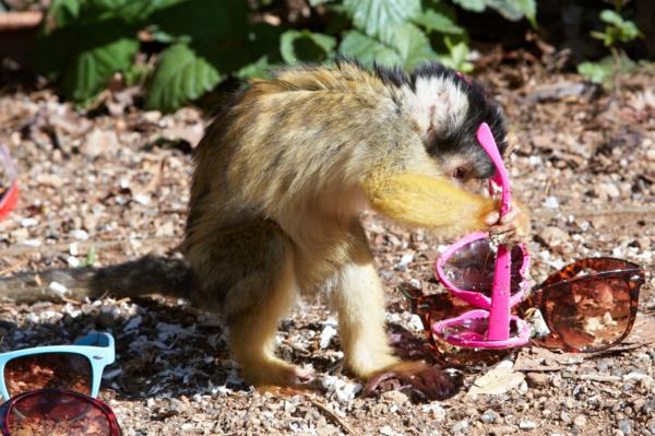 apina lemmikkieläimen päivittäisenä ammattina