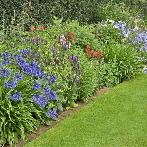 afrikkalainen lilja koriste lily agapanthus africanus afrikkalainen lilja perhe