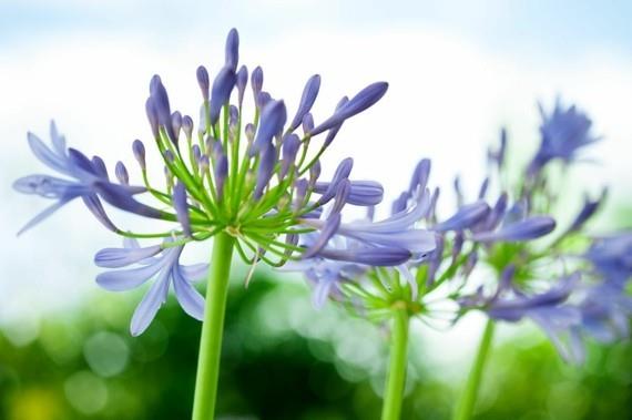 afrikkalainen lilja koristeellinen lilja agapanthus africanus agapantus