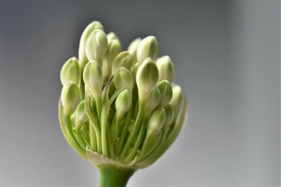 afrikkalainen lilja koriste lily agapanthus africanus kukat