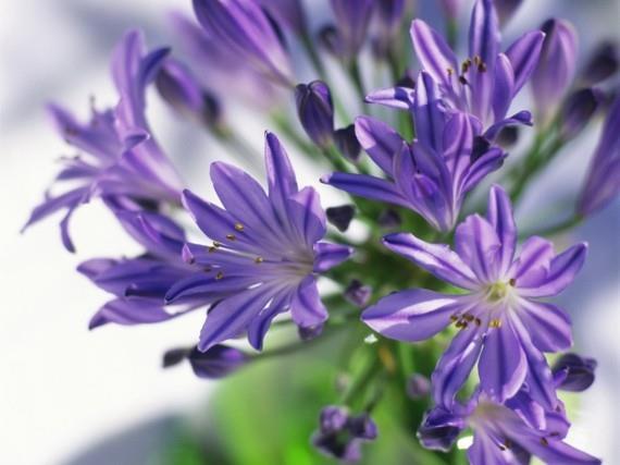 afrikkalainen lilja koriste lily agapanthus africanus kukka