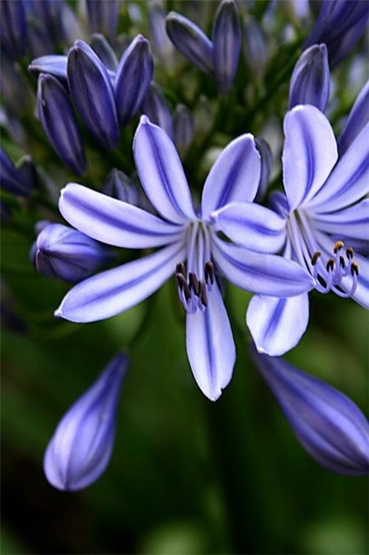 afrikkalainen lilja koriste lilja agapanthus africanus kuninkaallinen konttilaitos