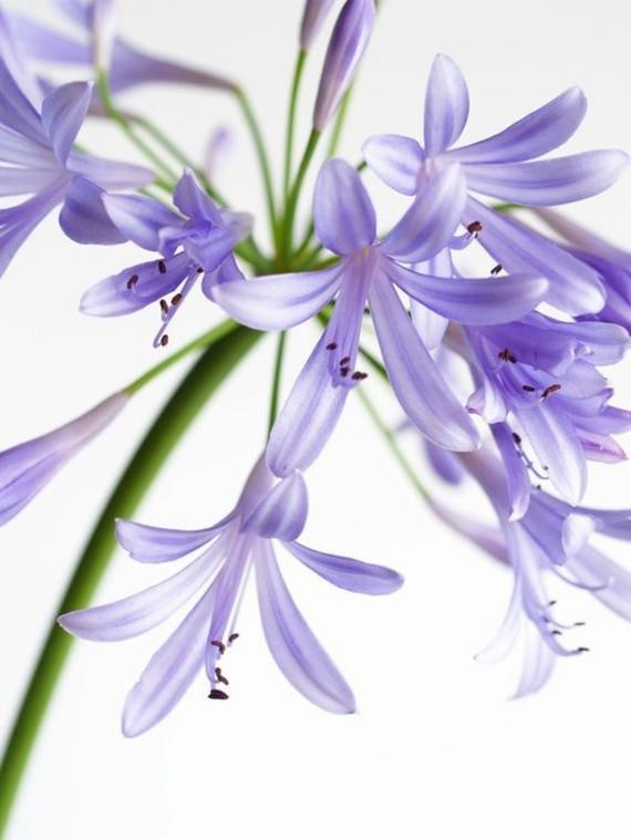 afrikkalainen lilja koriste lily agapanthus africanus kortti
