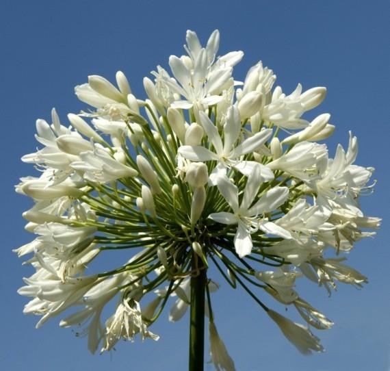 afrikkalainen lilja koriste lilja agapanthus africanus rakkaus kukka valkoinen