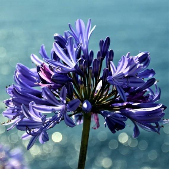 afrikkalainen lilja koriste lilja agapanthus africanus rakkaus kukka