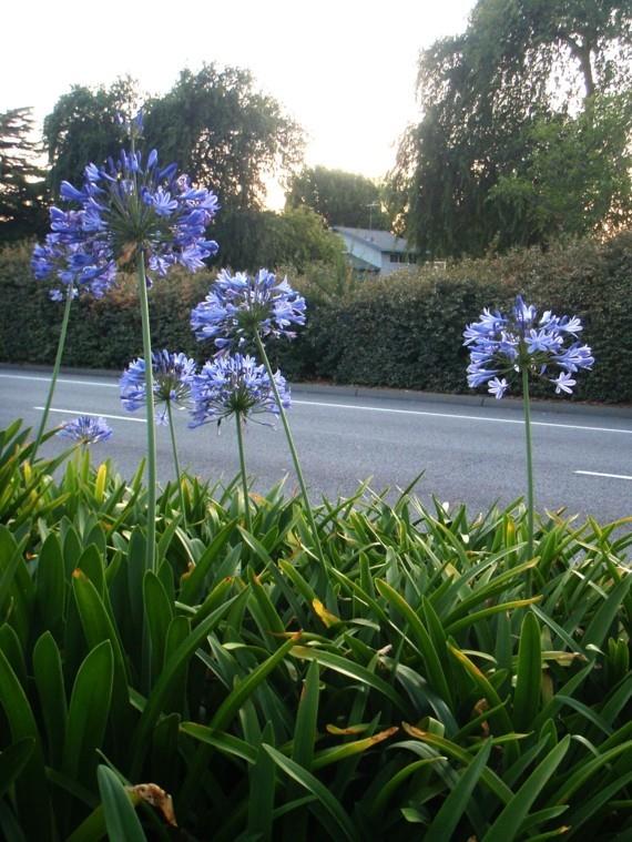 afrikkalainen lilja koristeellinen lilja agapanthus africanus