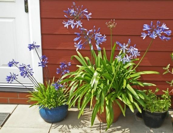 afrikkalainen lilja koriste lilja agapanthus afrikkalainen lilja perhe kuninkaallinen kontti kasvi