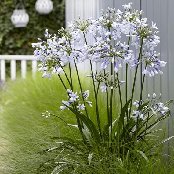 afrikkalainen lilja koriste lily agapanthus afrikkalainen lilja perhe