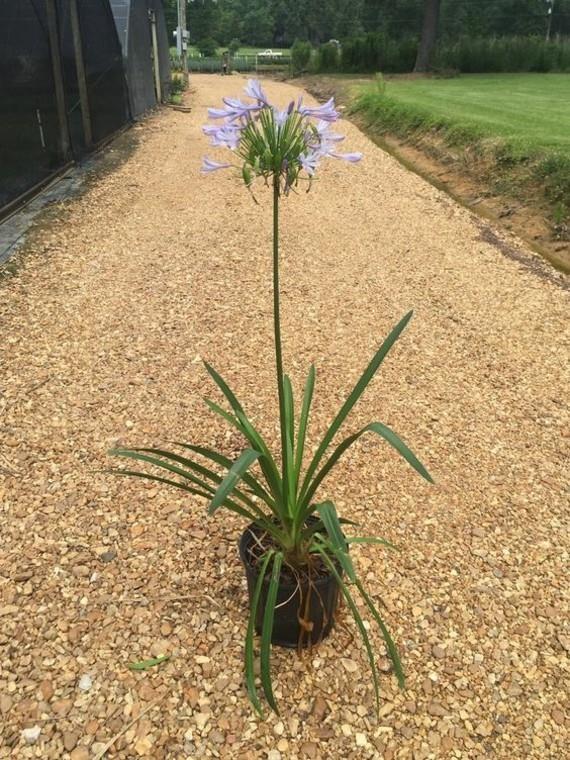 afrikkalainen lilja koristeellinen lilja agapanthus kuninkaallinen konttilaitos