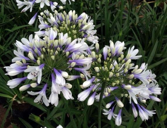 afrikkalainen lilja koriste lilja agapanthus rakkaus kukka valkoinen violetti