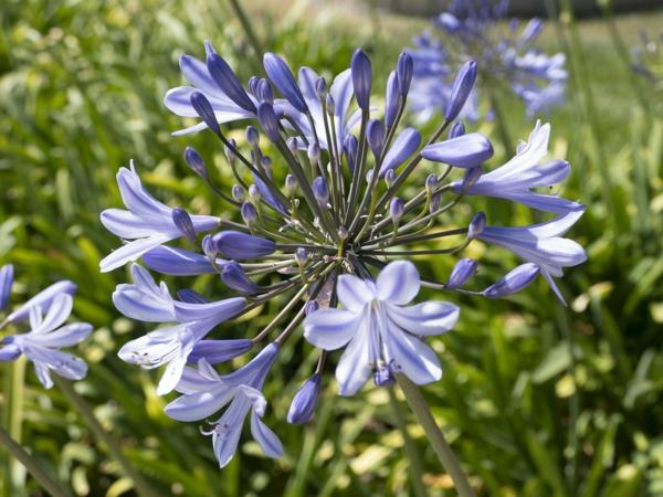 Afrikkalainen koriste -lilja agapanthus lils