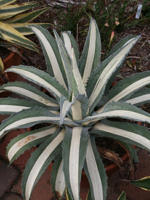 agave americana mediopicta alba ikivihreät puutarhakasvit