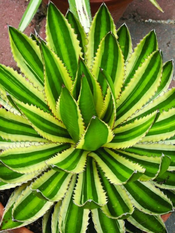 agave lophantha ikivihreät puutarhakasvit