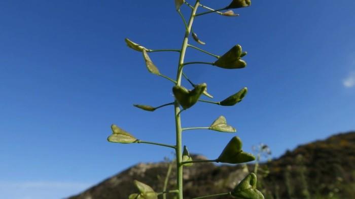 syötävät luonnonvaraiset kasvit määrittävät hirtentaeschel -kukan lähellä