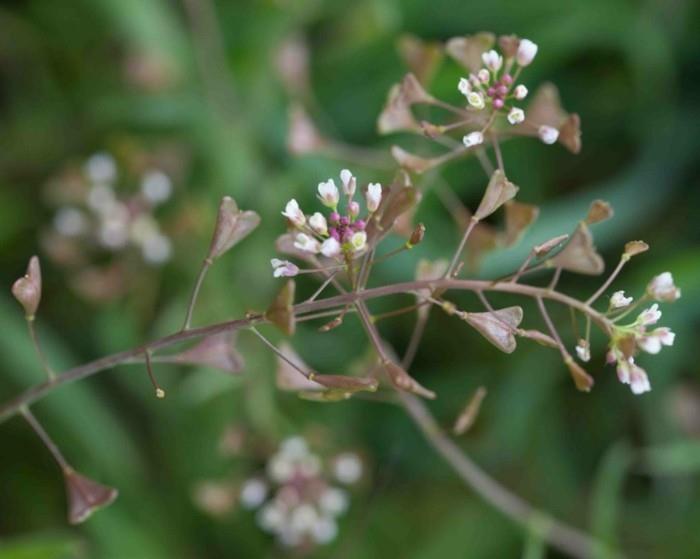 vaahtera syötävät luonnonvaraiset kasvit luonnehtivat hirtentaeschel -kukkaa