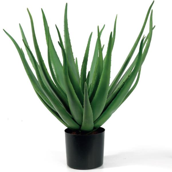 aloe kasvi kauniita koriste -ideoita kasveja helppo hoitaa