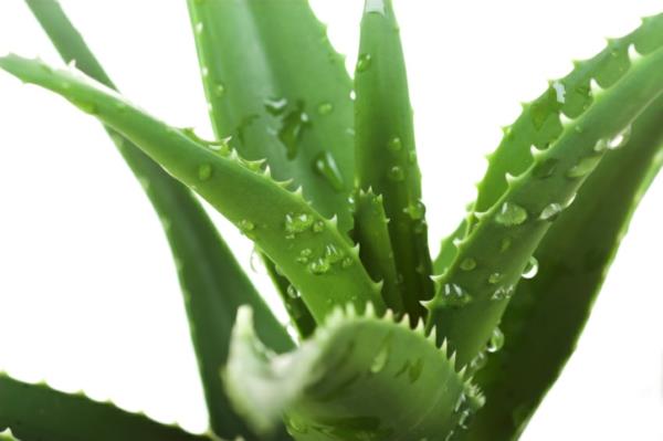 aloe ruukkukasvit terveys kauneus