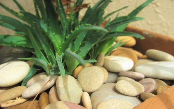 aloe vera pyöreillä jokikivillä järjestää kaupunkien viidakon