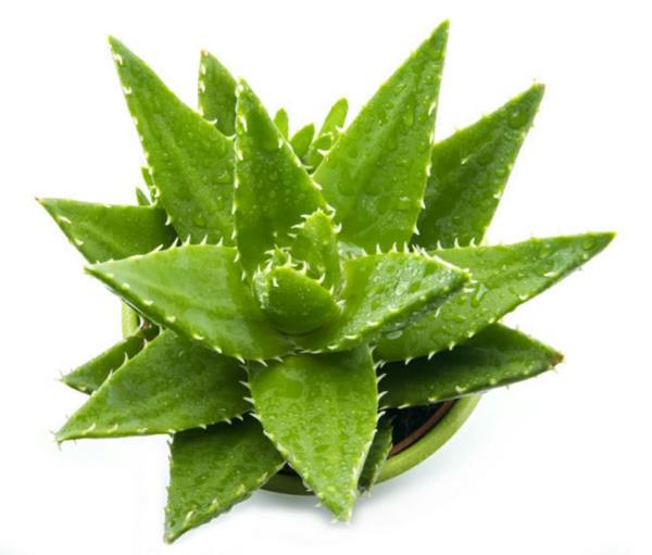 aloe vera kasvien sisustusideoita kasvit
