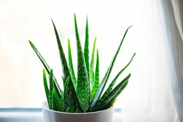 aloe vera -kasveja makuuhuoneessa