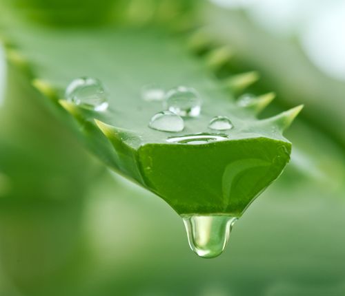 Sådan slipper du af Alopecia Aloe Vera