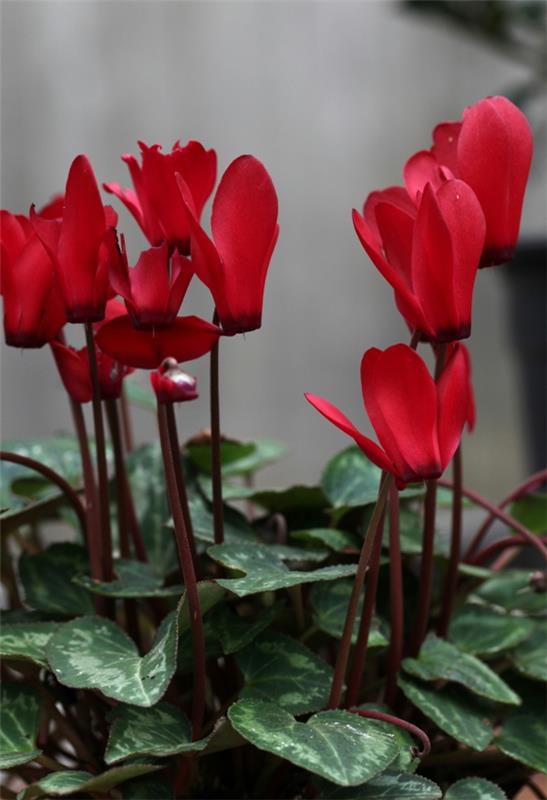 syklaminin punaiset kukat tarkoittavat kasvia