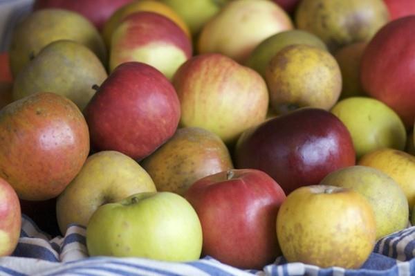 vanhat omenalajikkeet orgaanisia ja terveellisiä