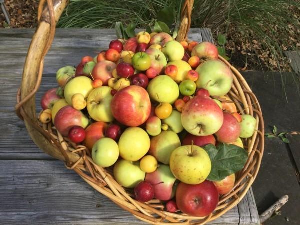 vanhat omenalajikkeet omenallergiaa vastaan