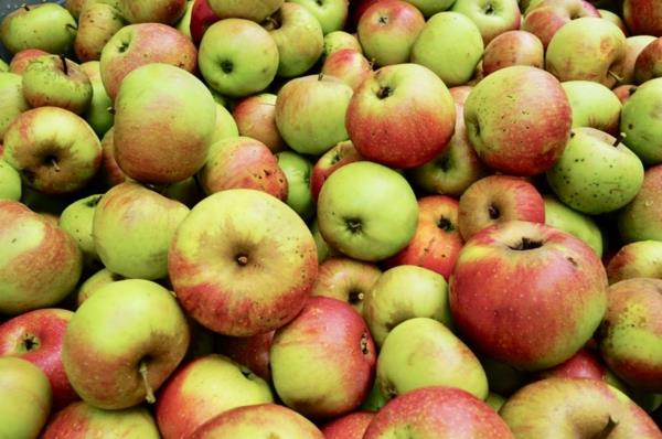 vanhat omenalajikkeet terveellisiä myös allergikoille