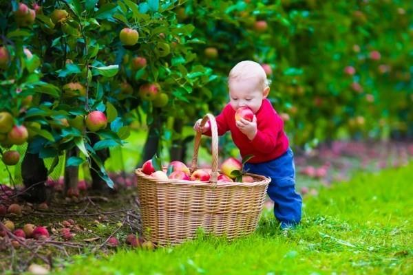 vanhat omenalajikkeet terveitä ja allergioita vastaan