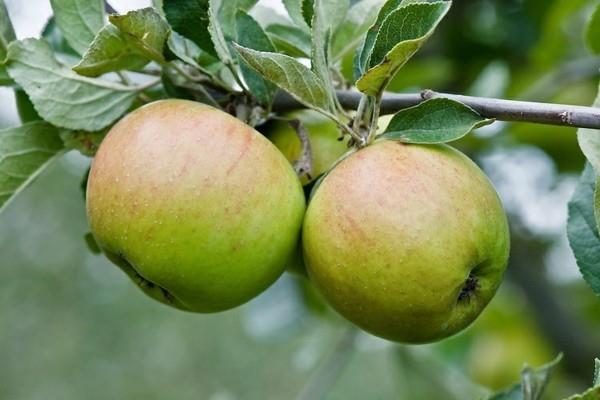 vanhat omenalajikkeet terve kultaparmäne