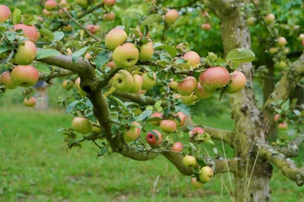 vanhat omenalajikkeet Saksassa