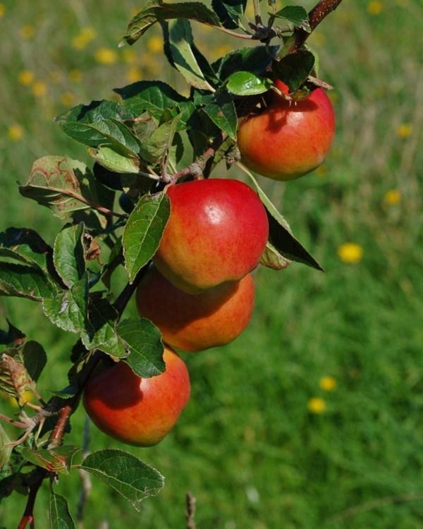 vanhat omenalajikkeet hienoja