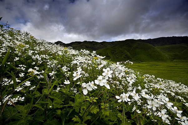 dzukou-flower-valley-parks-in-nagaland