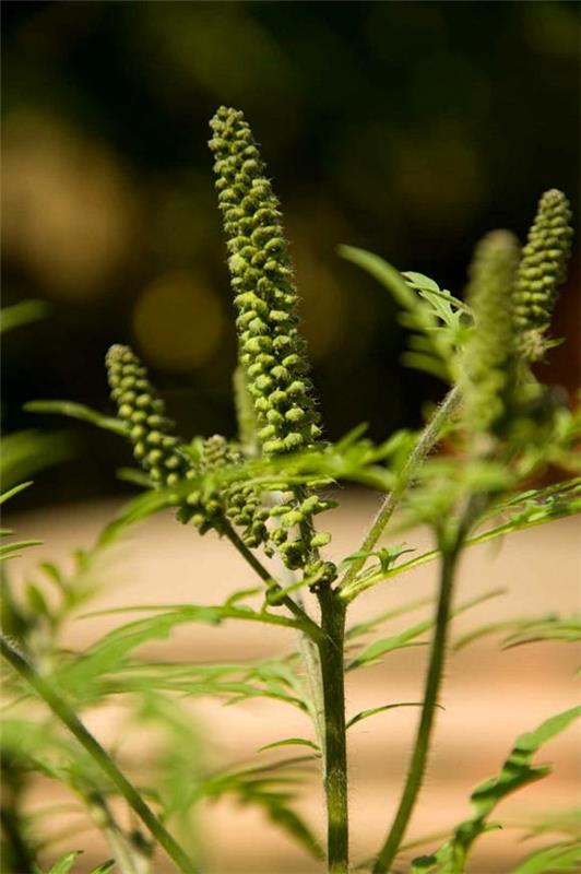 ambrosia kasvi vaarallinen allergia
