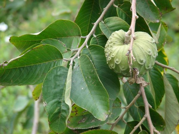 annona Cherimola eksoottisten puiden eksoottisten hedelmien luettelo