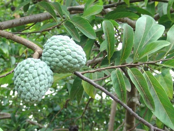 annona squamosa eksoottiset puut eksoottiset hedelmät