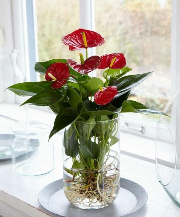 anthurium flamingo kukka hydroponinen trendi